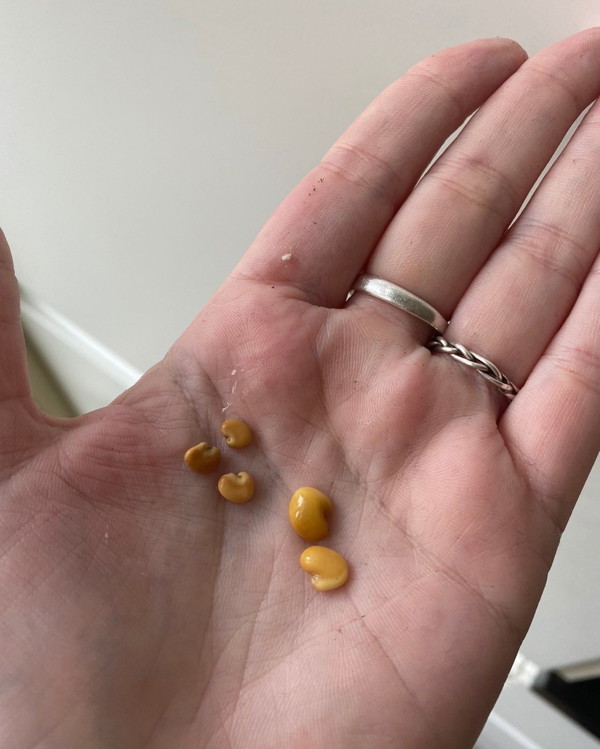 Green Birdflower Seeds (seeds for all year round) fun and easy to grow, with tips and tricks how to grow, great gift, Fast Shipping