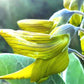 Seeds Birdflower regal Bird Flower Seed Gift idea birthday anniversary special houseplant plants plant indoor plant rare plant helens greenhouse