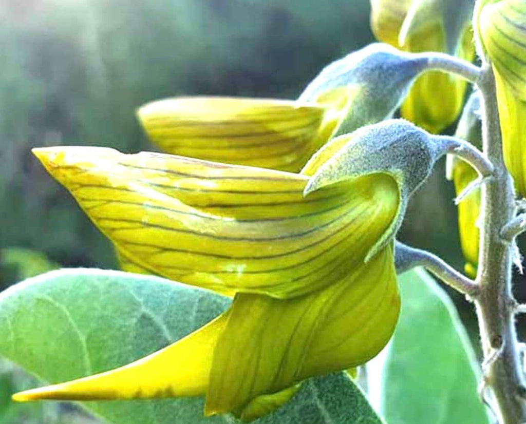 Seeds Birdflower regal Bird Flower Seed Gift idea birthday anniversary special houseplant plants plant indoor plant rare plant helens greenhouse