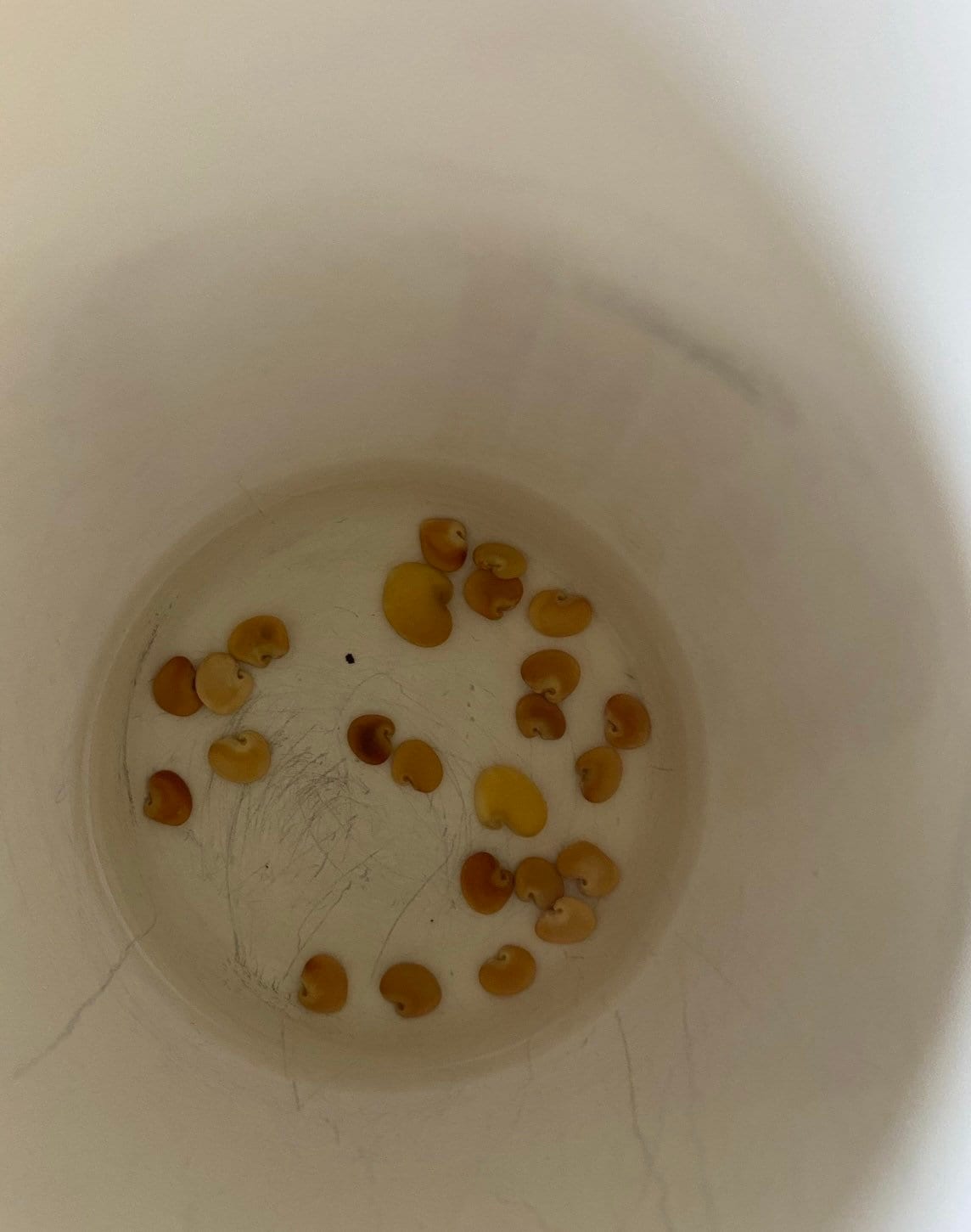 Green Birdflower Seeds (seeds for all year round) fun and easy to grow, with tips and tricks how to grow, great gift, Fast Shipping