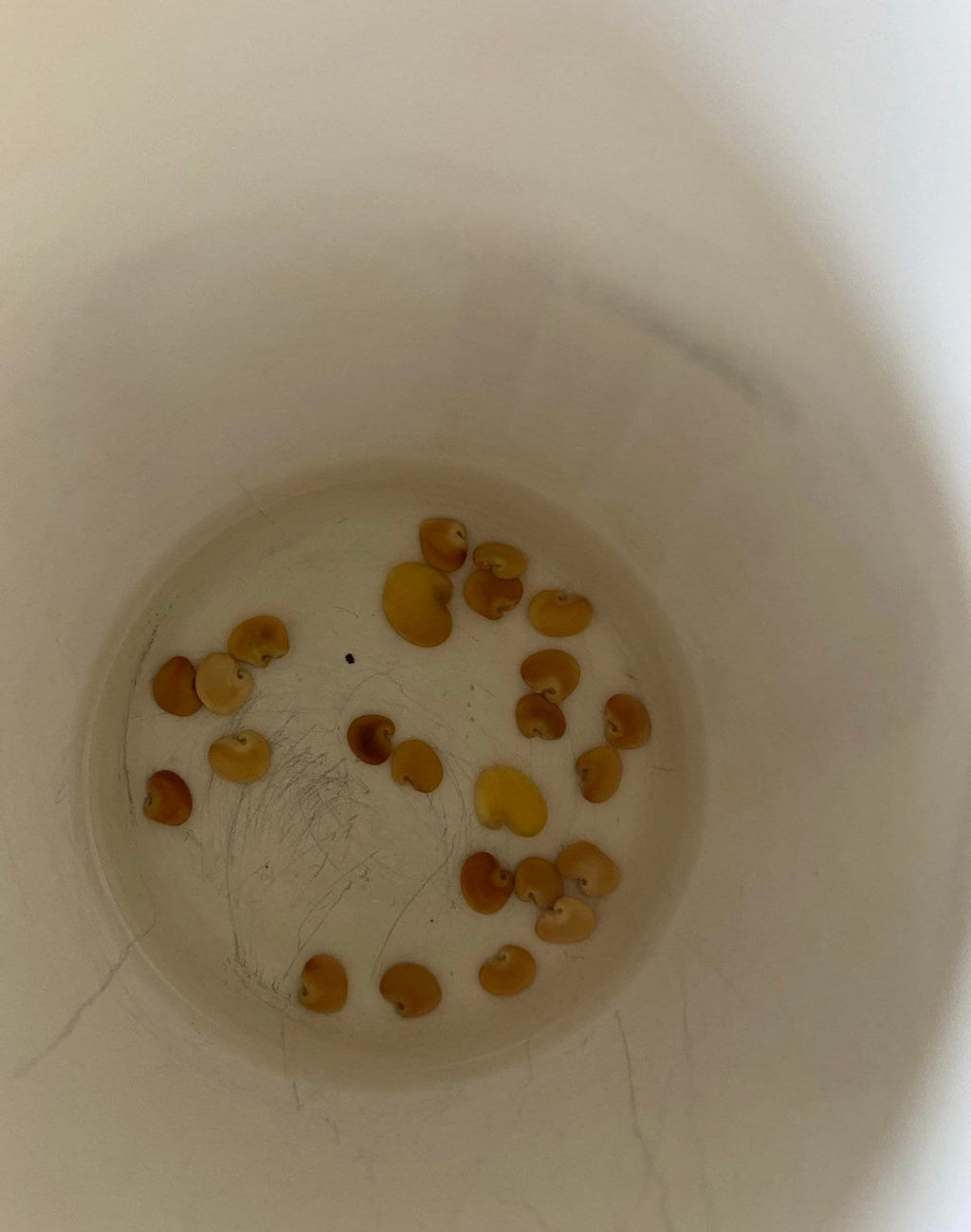 Regal Bird Flower seeds, Flowers like Hummingbirds, success is guaranteed (seeds for all year round) fast shipping