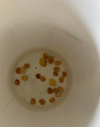 Regal Bird Flower seeds, Flowers like Hummingbirds, success is guaranteed (seeds for all year round) fast shipping