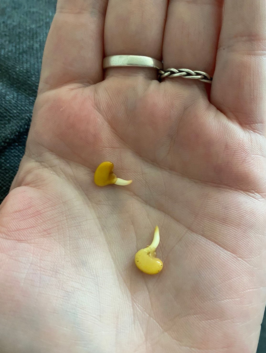 Bird Flower seeds (for all year round) fun and easy, a fantastic gift, success guaranteed, fast shipping, fun and easy care, fast growing