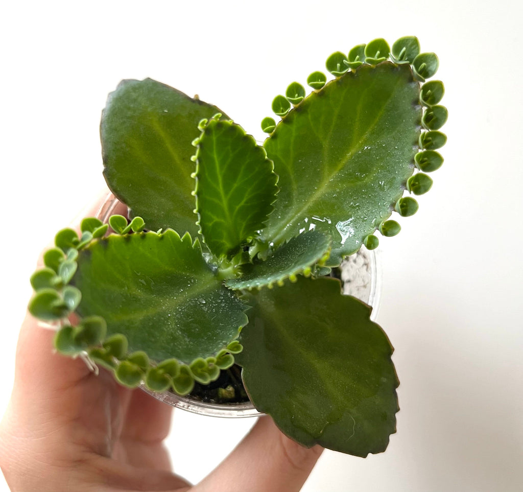 Easy plant mother of thousands mother of millions Gift idea birthday anniversary special houseplant plants plant indoor plant rare plant