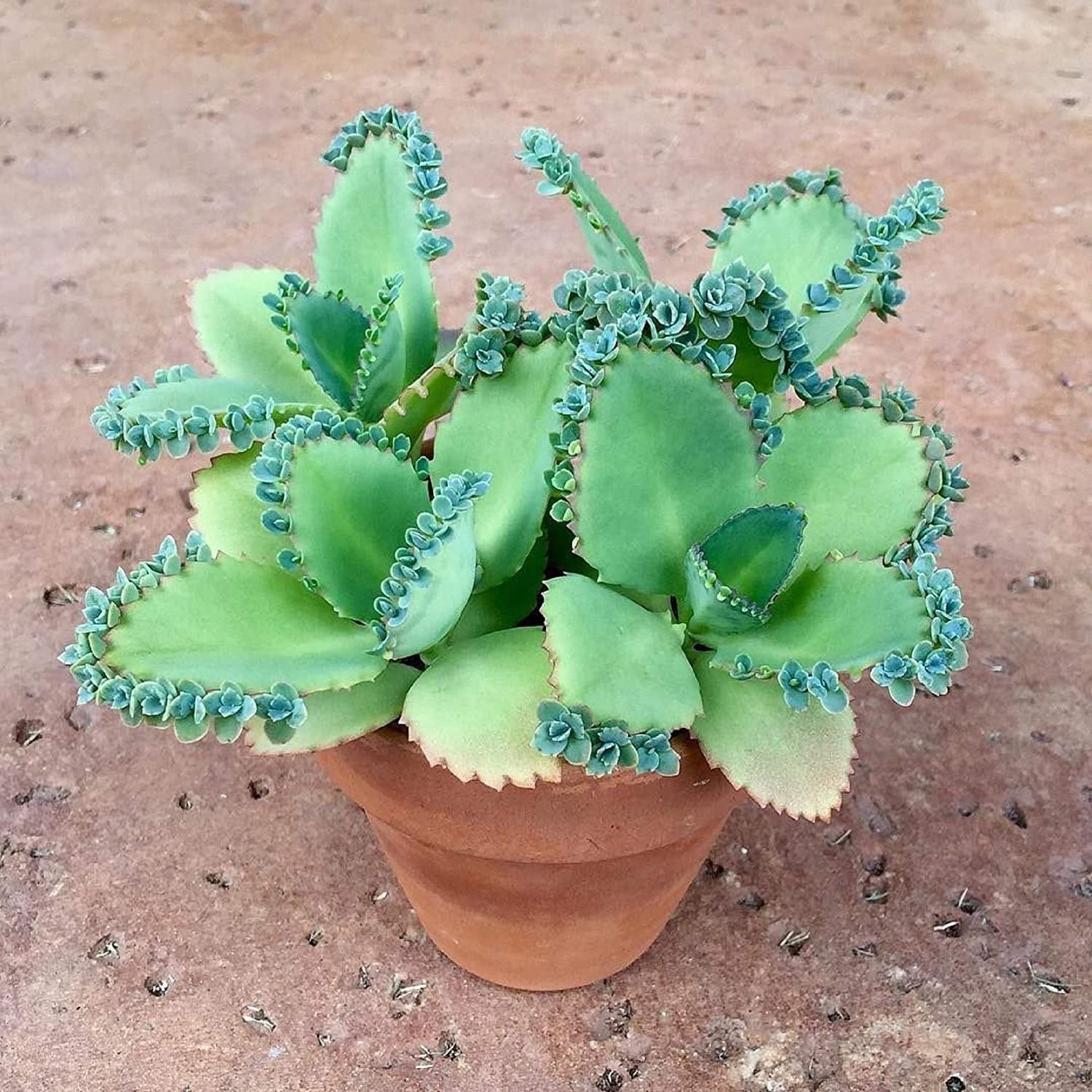 Easy plant mother of thousands mother of millions Gift idea birthday anniversary special houseplant plants plant indoor plant rare plant