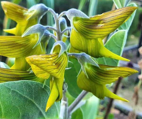 Seeds Birdflower regal Bird Flower Seed Gift idea birthday anniversary special houseplant plants plant indoor plant rare plant