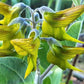Seeds Birdflower regal Bird Flower Seed Gift idea birthday anniversary special houseplant plants plant indoor plant rare plant Helens Greenhouse