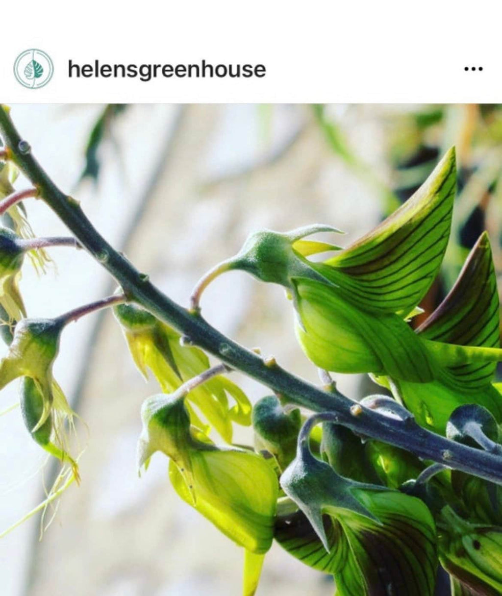 Seeds Birdflower regal Bird Flower Seed Gift idea birthday anniversary special houseplant plants plant indoor plant rare plant helens greenhouse