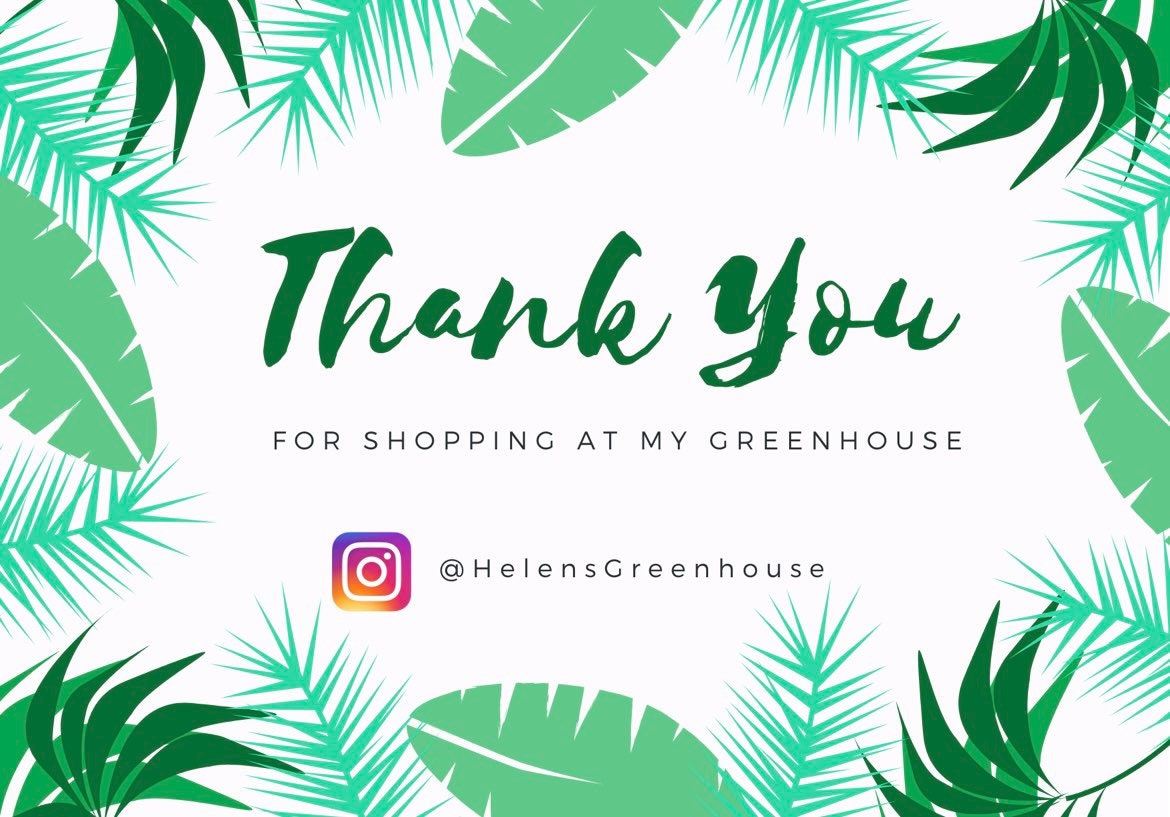 Boobie Cactus in cute terracotta pot. A really cool gift! Easy to care for. Present for Mother’s Day, Father’s Day. Boob cactus