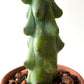 Boobie Cactus in cute terracotta pot. A really cool gift! Easy to care for. Present for Mother’s Day, Father’s Day. Boob cactus