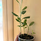 Green Birdflower Seeds (seeds for all year round) fun and easy to grow, with tips and tricks how to grow, great gift, Fast Shipping