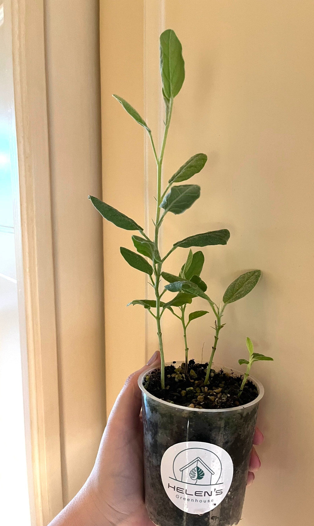 Green Birdflower seeds, Regal Bird Flower Crotalaria cunninghamii (seeds for all year round) gift for him her mom dad teacher DIY gardening