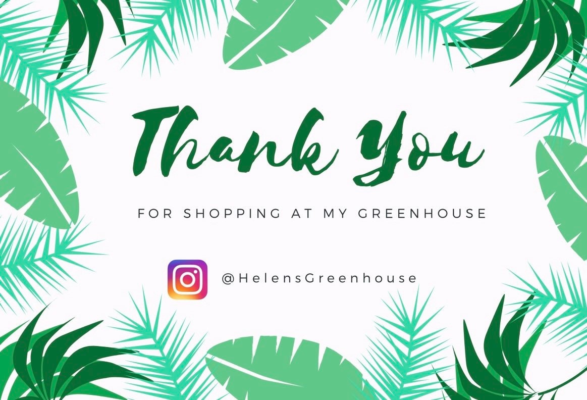 Echeveria succulents seeds mix, best gift for him her mom dad teacher gifts home decor houseplants organic gardening DIY birthday Christmas