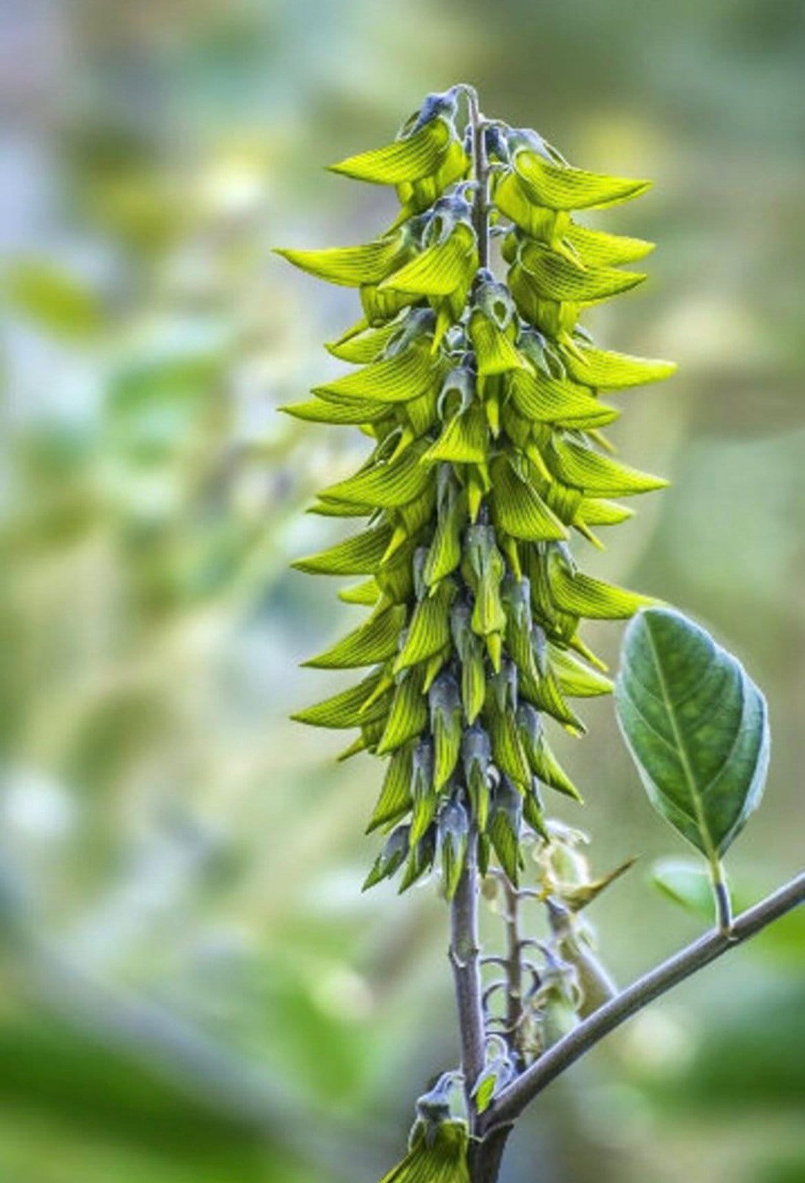 Bird Flower seeds, (seeds for all year round) Fast shipping, a great gift for any plant lover, high quality seeds, organic, fast shipping