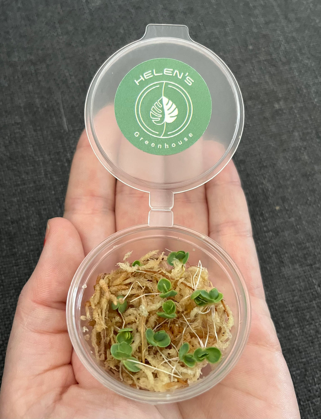 Little plastic container filled with 10 tiny plants in moss