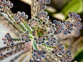 Mother of Millions Thousands Kalanchoe / Alligator Plant / Tubiflora, House plant, home decor, birthday, kids love these, best home gift