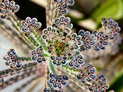 Mother of Millions Thousands Kalanchoe / Alligator Plant / Tubiflora, House plant, home decor, birthday, kids love these, best home gift