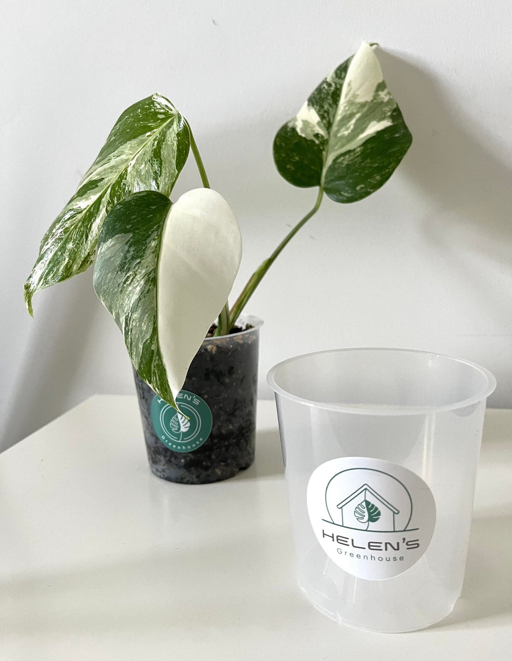 Transparent plant pot, high quality with drainage holes, ultimate plant care, multiple sizes available. Monstera, philodendron, succulents