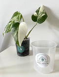 Transparent plant pot, high quality with drainage holes, ultimate plant care, multiple sizes available. Monstera, philodendron, succulents