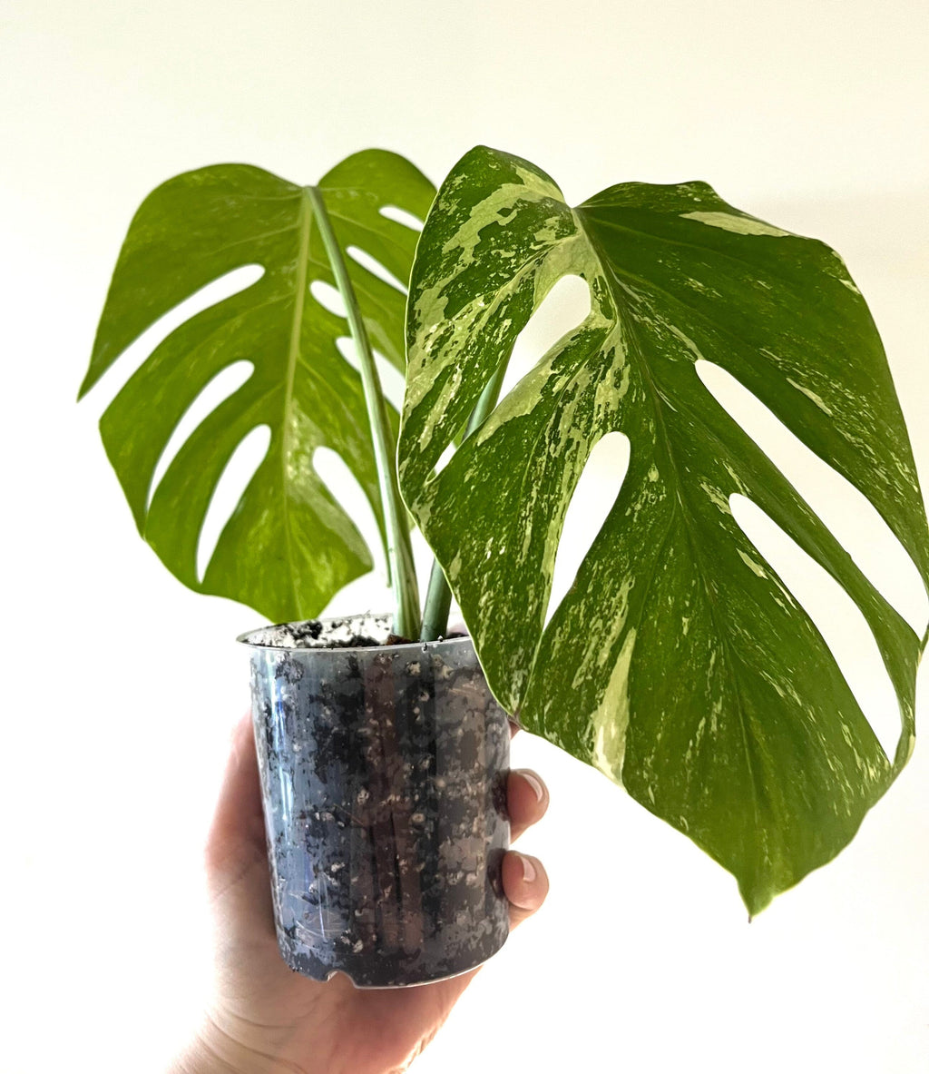 Transparent plant pot, high quality with drainage holes, ultimate plant care, multiple sizes available. Monstera, philodendron, succulents