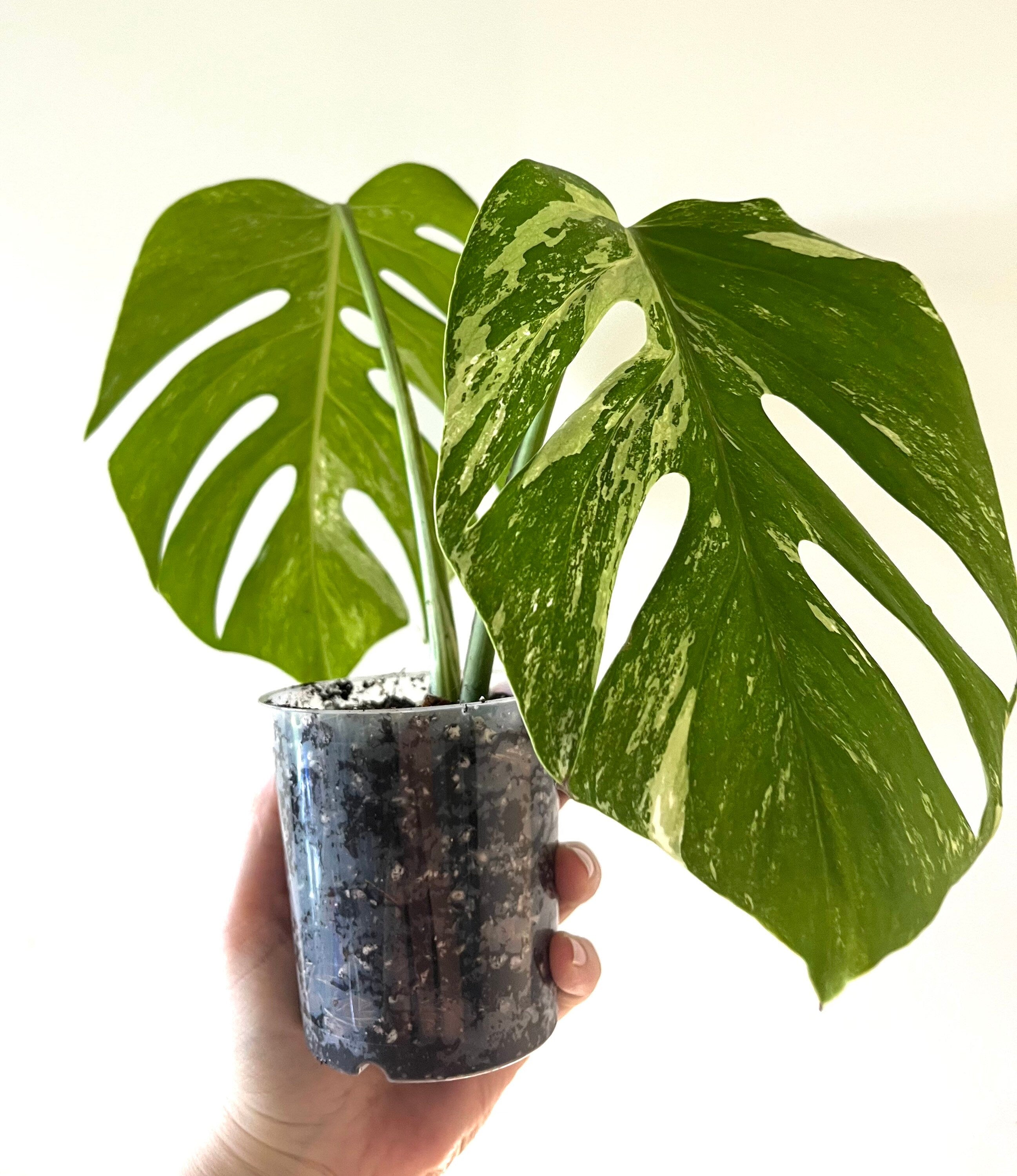 Transparent plant pot, high quality with drainage holes, ultimate plant care, multiple sizes available. Monstera, philodendron, succulents
