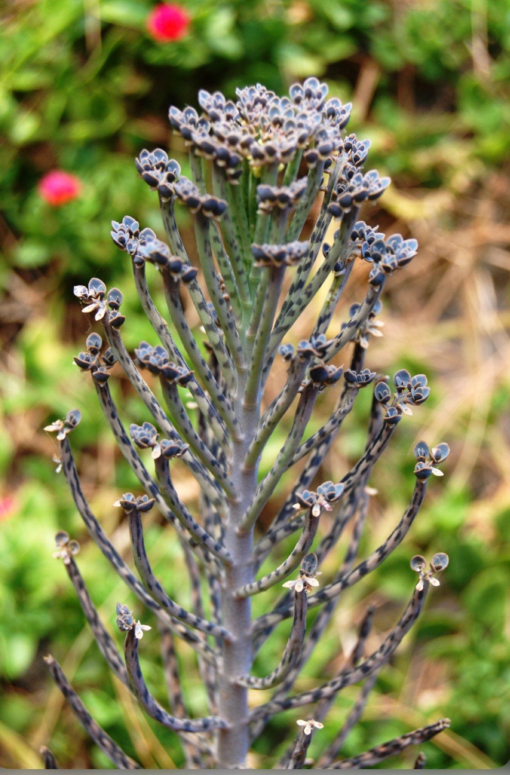 Mother of Millions Thousands Kalanchoe / Alligator Plant / Tubiflora, House plant, home decor, birthday, kids love these, best home gift