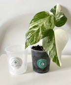 Transparent plant pot, high quality with drainage holes, ultimate plant care, multiple sizes available. Monstera, philodendron, succulents