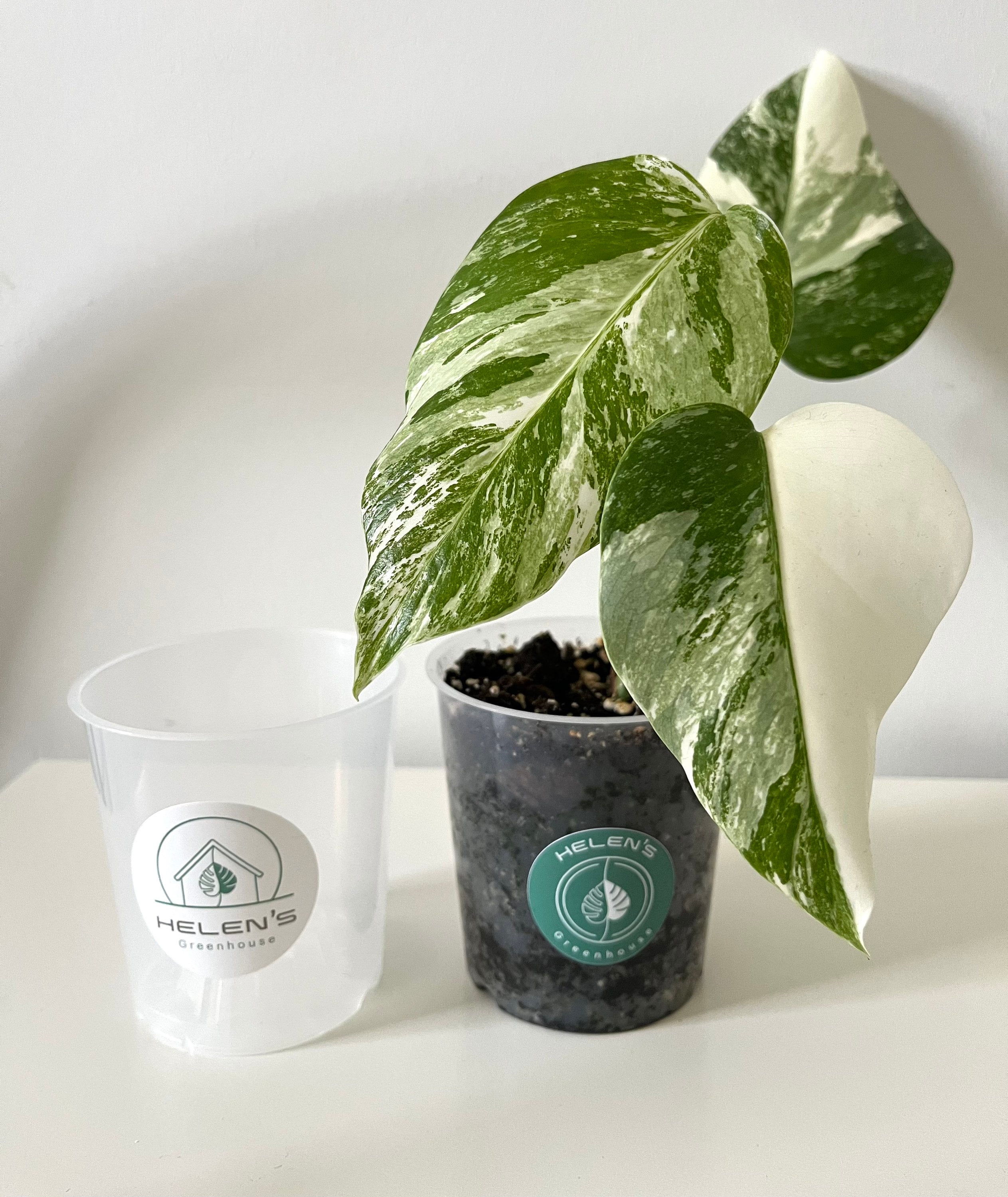 Transparent plant pot, high quality with drainage holes, ultimate plant care, multiple sizes available. Monstera, philodendron, succulents