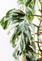 Monstera Albo Variegata cuttings, beautiful variegation, collector’s item, fast shipping, home decor, best gift for him and her fathers day