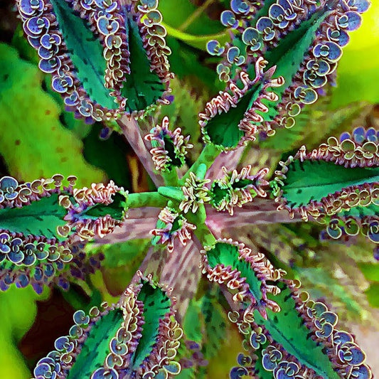 Mother of Thousands Kalanchoe Alligator Plant Mexican Hat Plant easy house plant, home decor, best gift for him and her, kids love these DIY