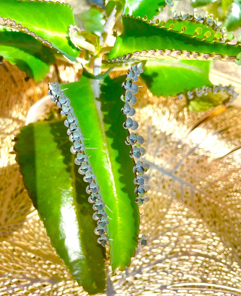 Mother of Thousands Kalanchoe Alligator Plant Mexican Hat Plant easy house plant, home decor, best gift for him and her, kids love these DIY