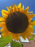 GIANT Sunflowers, Mammoth Sunflower, 4 meters tall / 12ft, enormous flowers: 30cm / 1 foot diameter, Fast Shipping, great gift