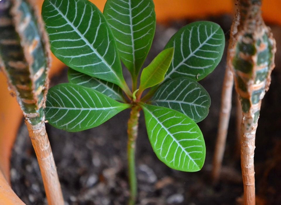 Madagascar Jewel Bonsai Tree seeds, euphorbia leuconeura, best gift for him her mom dad teacher home decor DIY gardening house plant