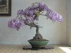 Wisteria Bonsai Blue Rain seeds, fun and easy to grow (US and Canada) fast growing, organic, success guaranteed, gift idea, fast shipping