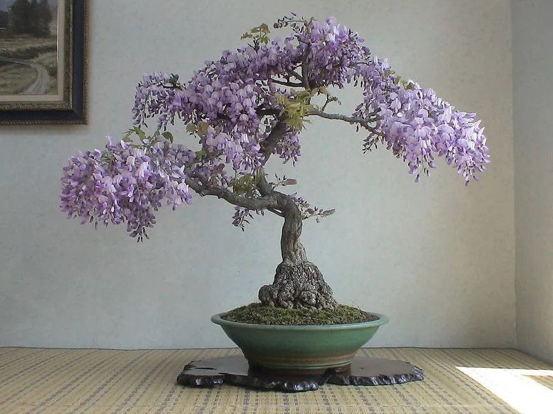 Purple Rain wisteria Bonsai seeds, best gift for him her home decor organic gardening, teacher gifts DIY house plants gift for mom, dad