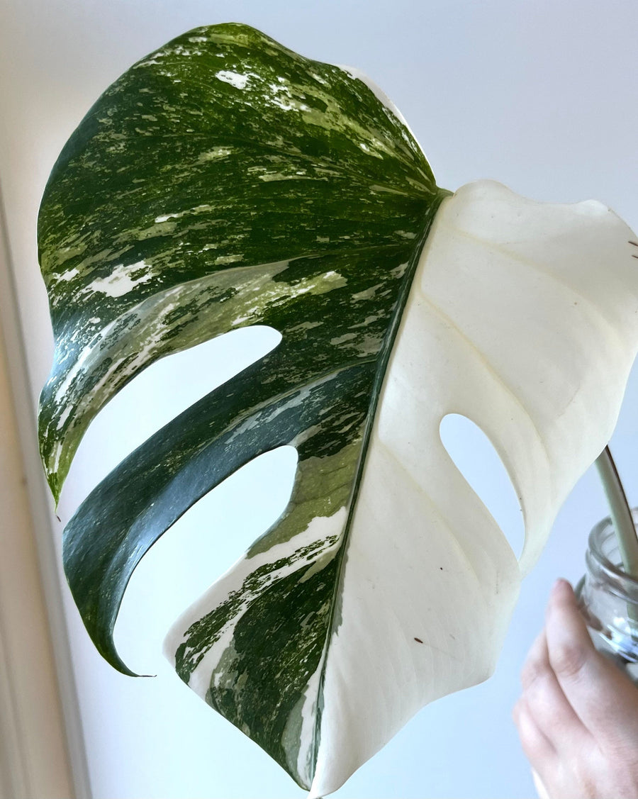 Monstera Albo Half Moon Variegata cuttings, amazing Variegation, best gift for him and her, home decor, rare plant, mothers day fathers day