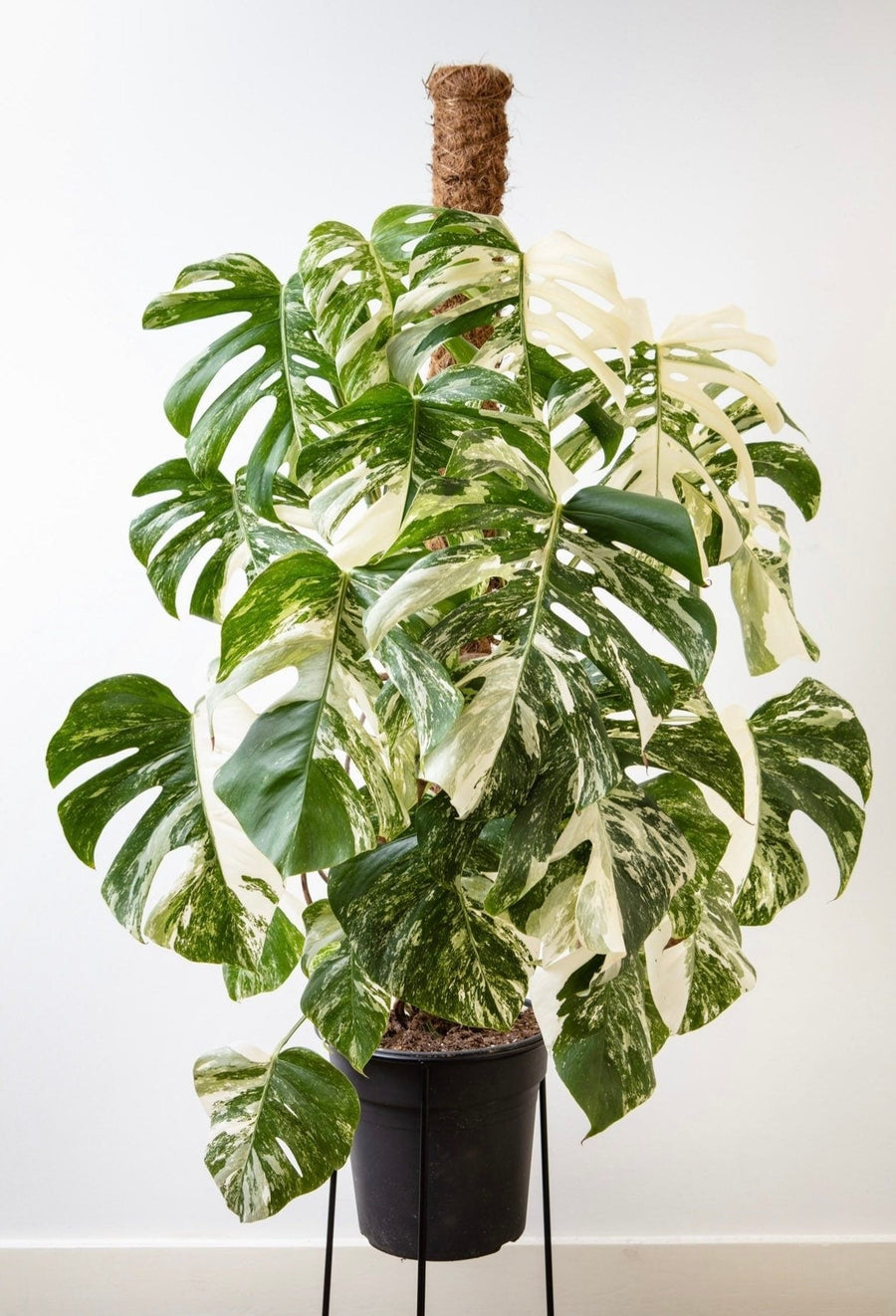 Monstera Albo Variegata cuttings, beautiful variegation, collector’s item, fast shipping, home decor, best gift for him and her fathers day