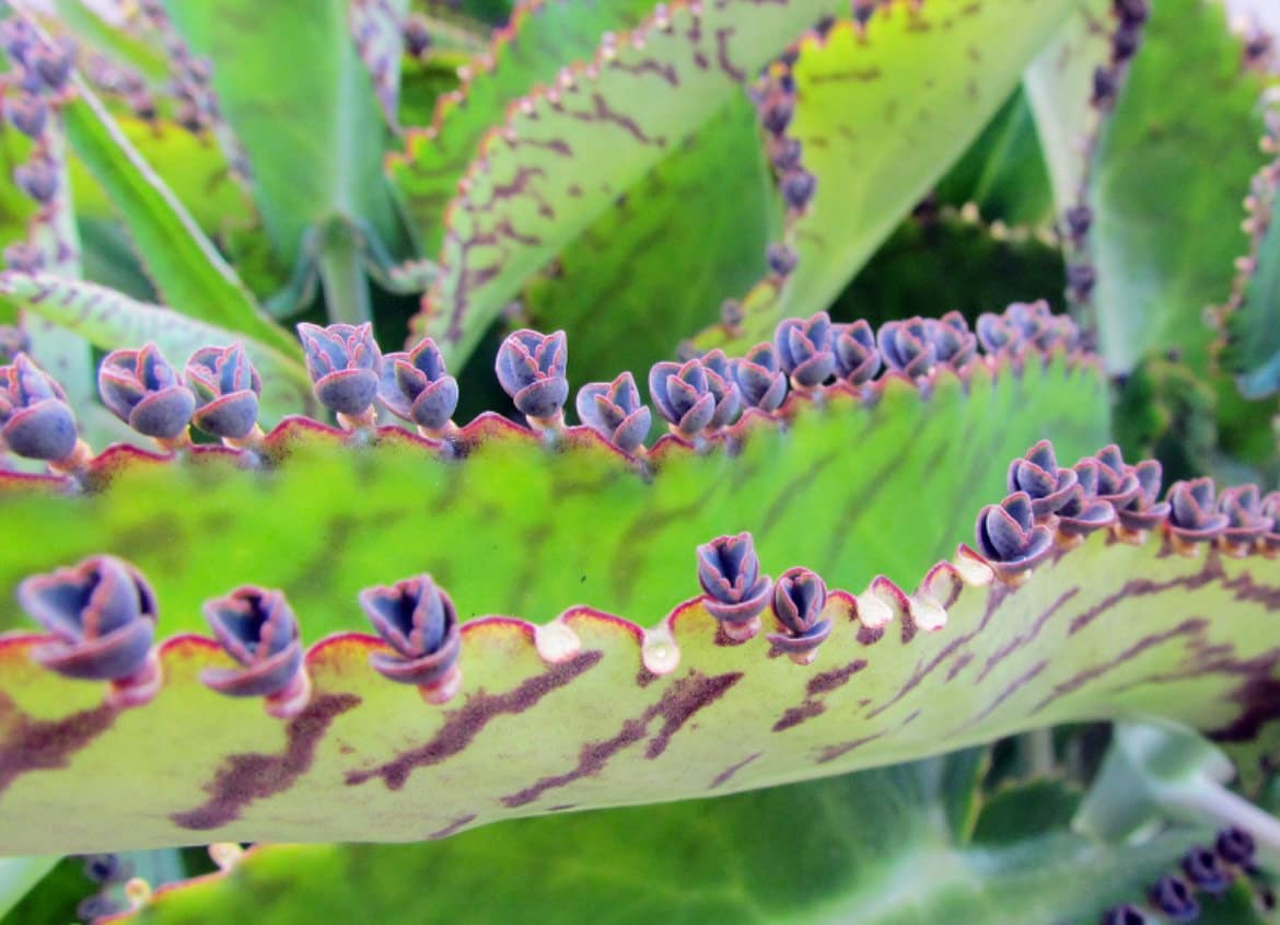 Mother of Thousands Kalanchoe Alligator Plant Mexican Hat Plant easy house plant, home decor, best gift for him and her, kids love these DIY