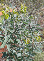 Birdflower seeds (for all year round) fast shipping, great gift, easy to grow, success guaranteed, high quality seeds, hummingbird flowers