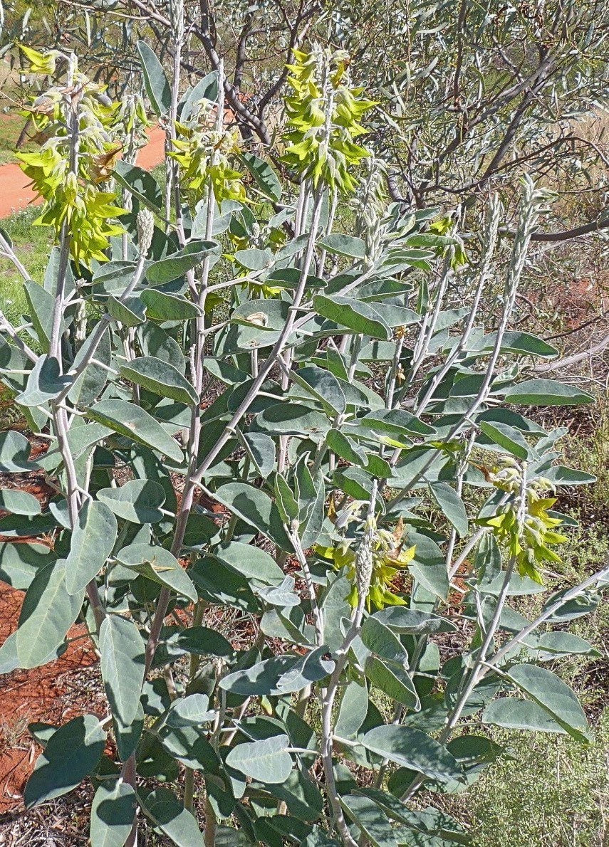 Bird flower seeds, Flowers like Hummingbirds, gift for him her mom dad home decor flowering house plants DIY gardening perennial, non-toxic