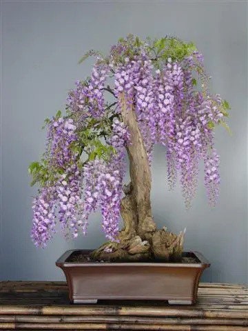 Purple Rain Bonsai seeds, fun and easy to grow, a great gift, beautiful colors, easy care, fast growing, organic, fast shipping