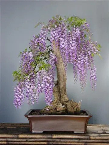 Wisteria Bonsai Tree Purple Rain seeds, outdoor & indoor home decor gift for him her mom dad teacher house plants birthday DIY gardening