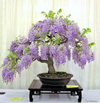 Wisteria Bonsai Blue Rain seeds, fun and easy to grow (US and Canada) fast growing, organic, success guaranteed, gift idea, fast shipping