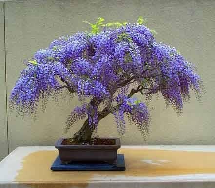 Purple Rain Bonsai seeds, fun and easy to grow (US and Canada) a lovely gift, fast growing