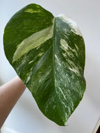 Monstera Albo Variegata cuttings, beautiful variegation, collector’s item, fast shipping, home decor, best gift for him and her fathers day
