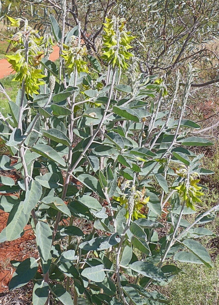 Regal Bird Flower seeds, Flowers like Hummingbirds, success is guaranteed (seeds for all year round) fast shipping