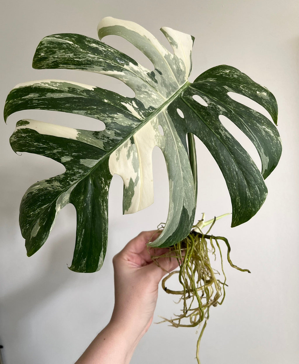 Monstera Albo Variegata cuttings, beautiful variegation, collector’s item, fast shipping, home decor, best gift for him and her fathers day