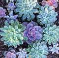 Succulents Seeds, amazing colors, fun and easy to grow houseplants, gift idea, Fast Shipping, success guaranteed