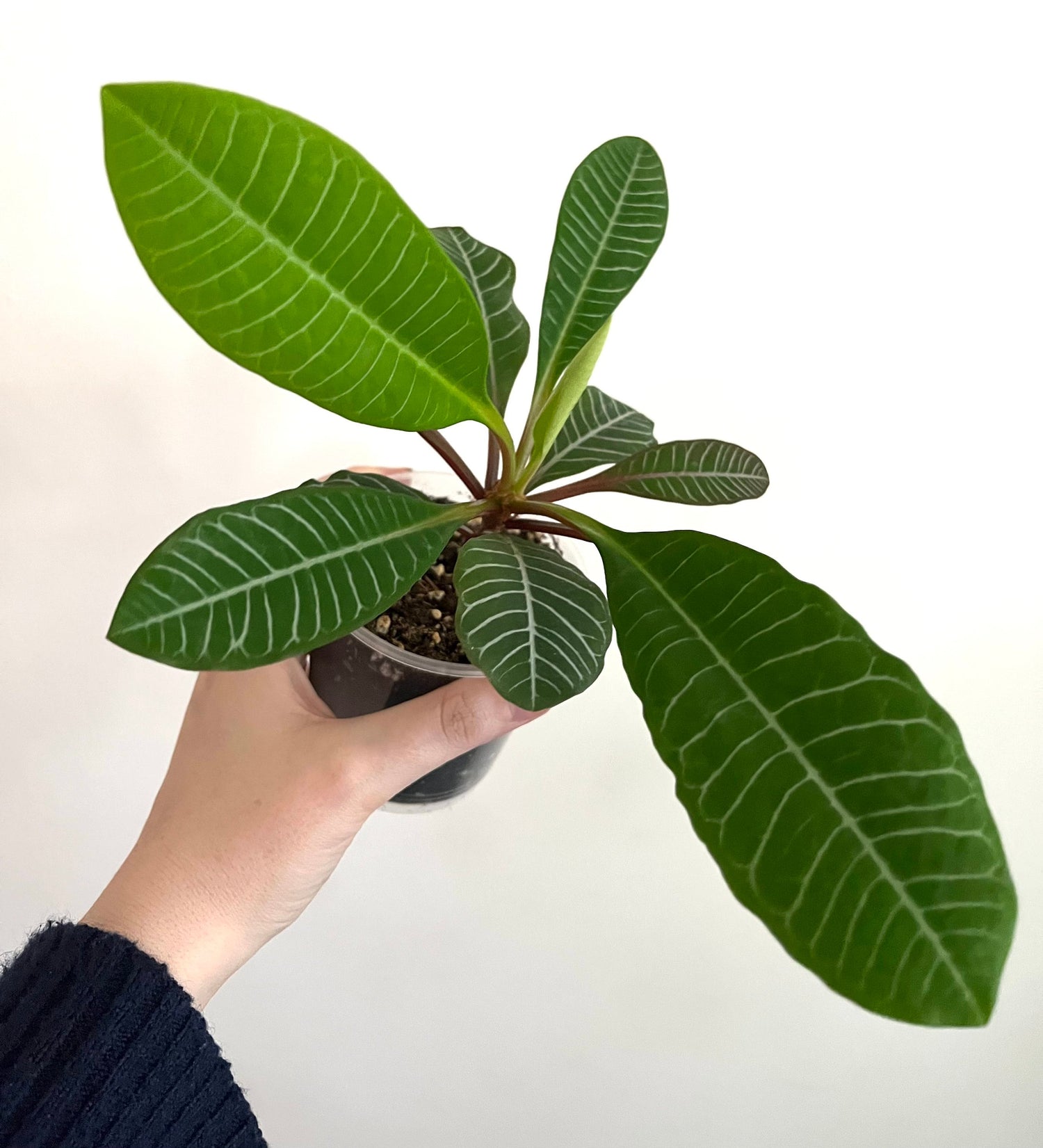 Madagascar Jewel Bonsai Tree seeds, euphorbia leuconeura, best gift for him her mom dad teacher home decor DIY gardening house plant