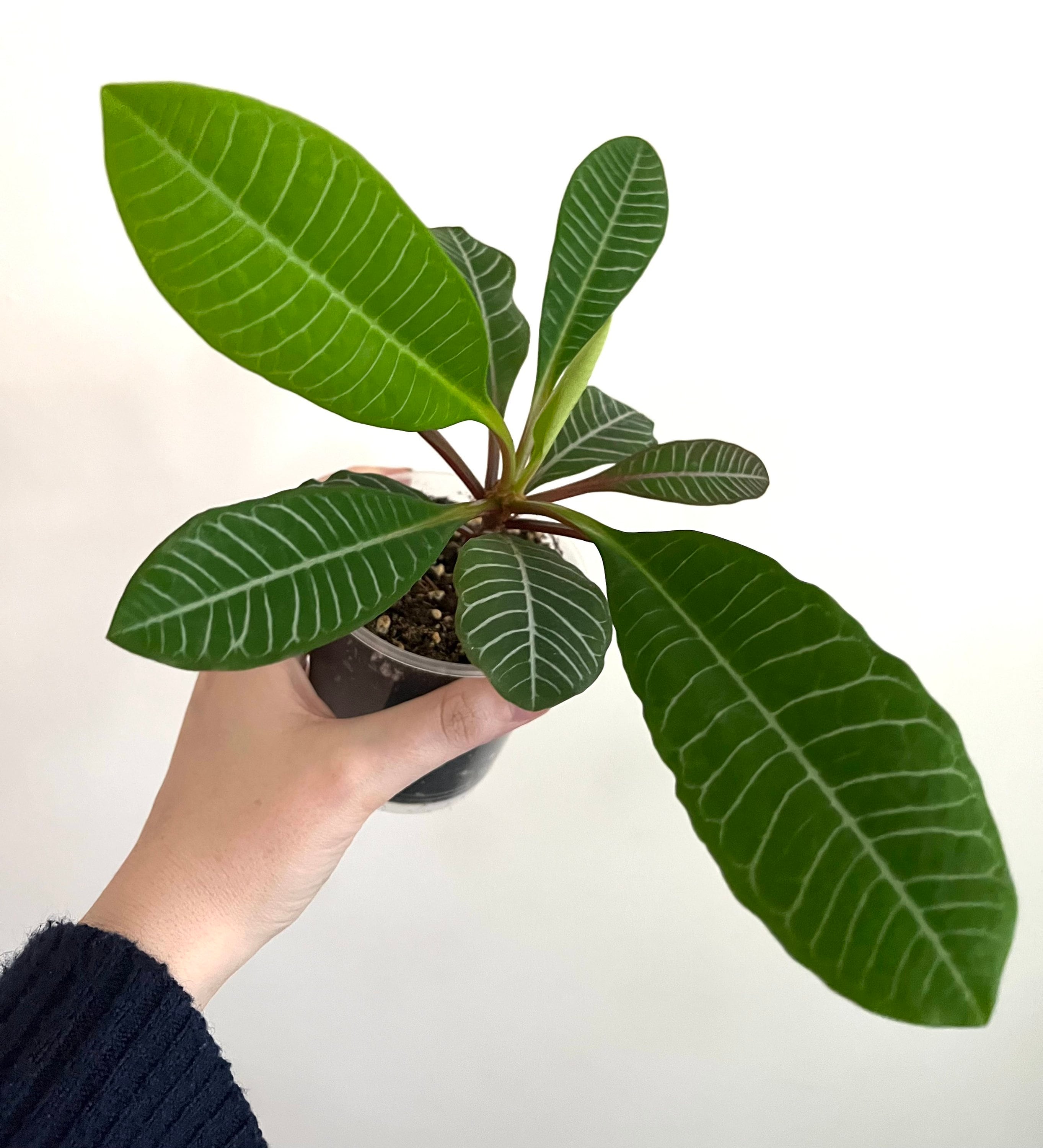 Madagascar Jewel Bonsai Tree seeds, euphorbia leuconeura, best gift for him her mom dad teacher home decor DIY gardening house plant